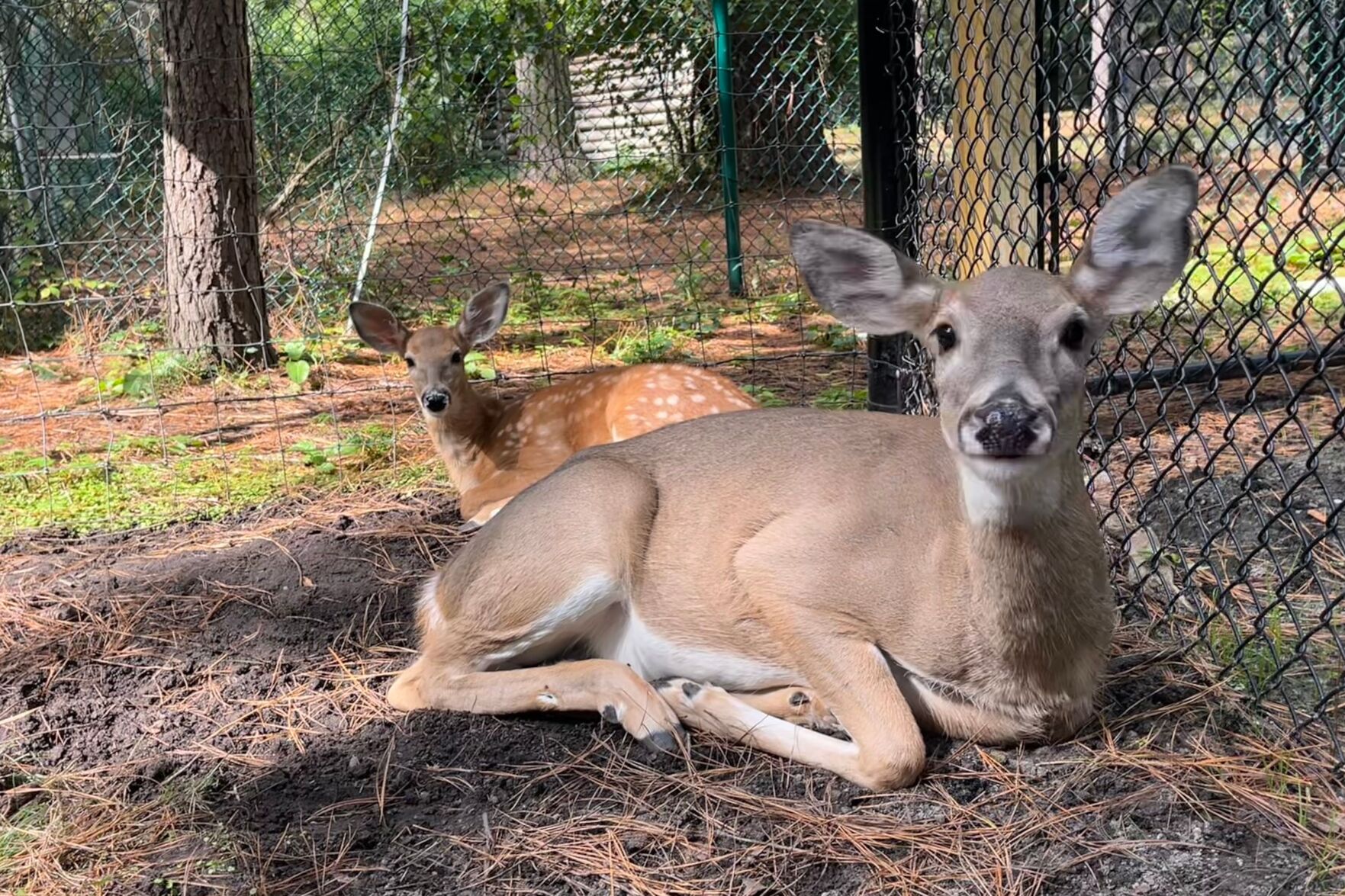 Baby deer born at Salisbury Zoo after surprise pregnancy